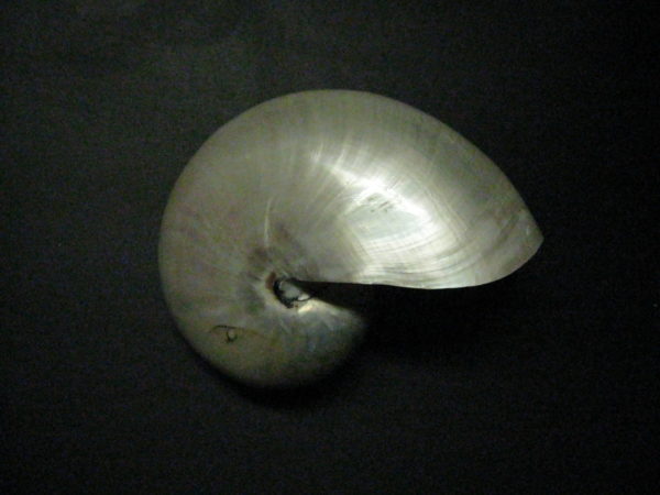Pearled nautilus shell with its luminous spiral