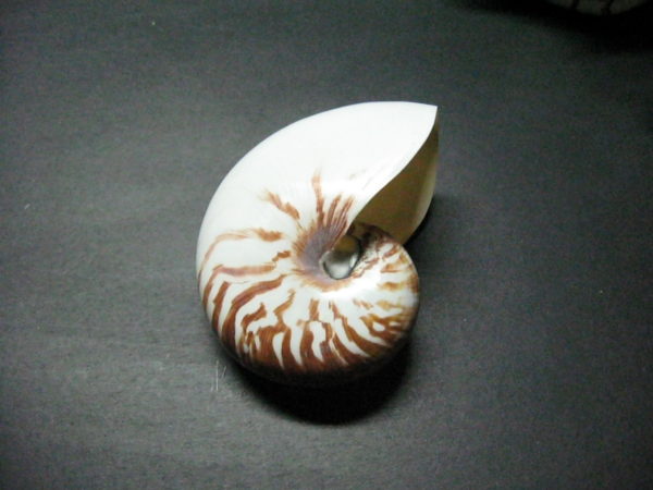 Natural Nautilus Shell • Rainbow Craft Company