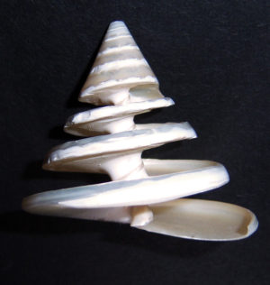 Pearled Trochus Spiral Cut